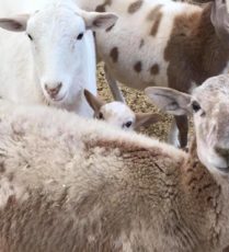 Fort Worth Stockyards Petting Zoo