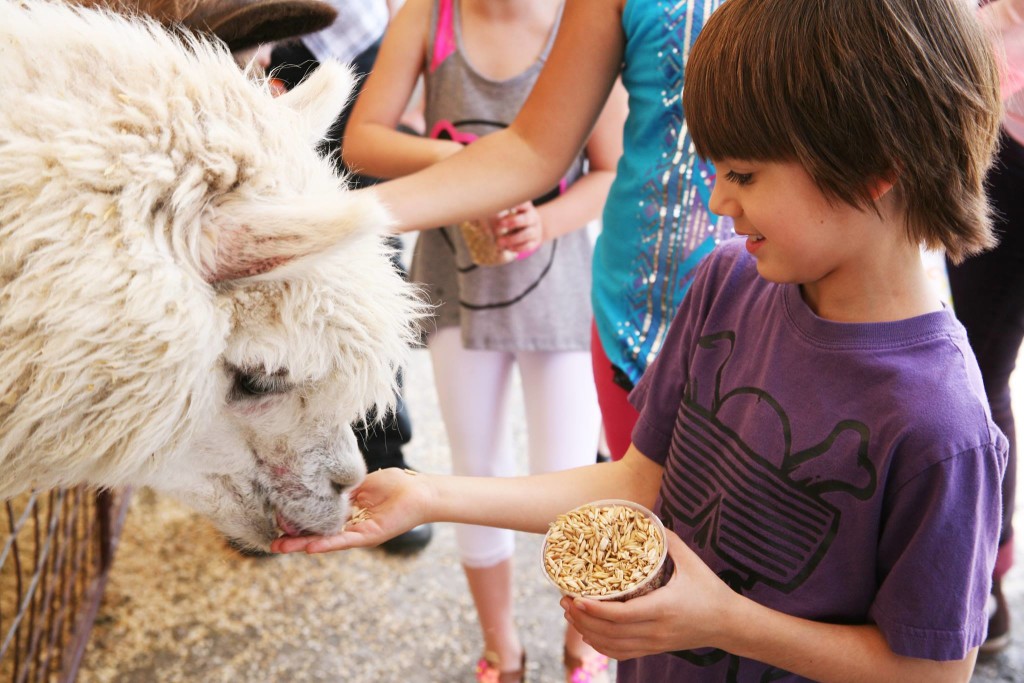 Fort Worth Stockyards Petting Zoo